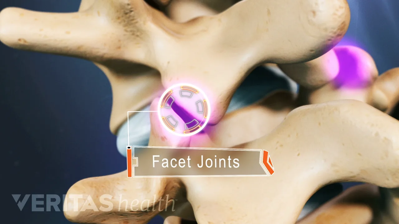 Facet Joint Anatomy Animation | Spine-health