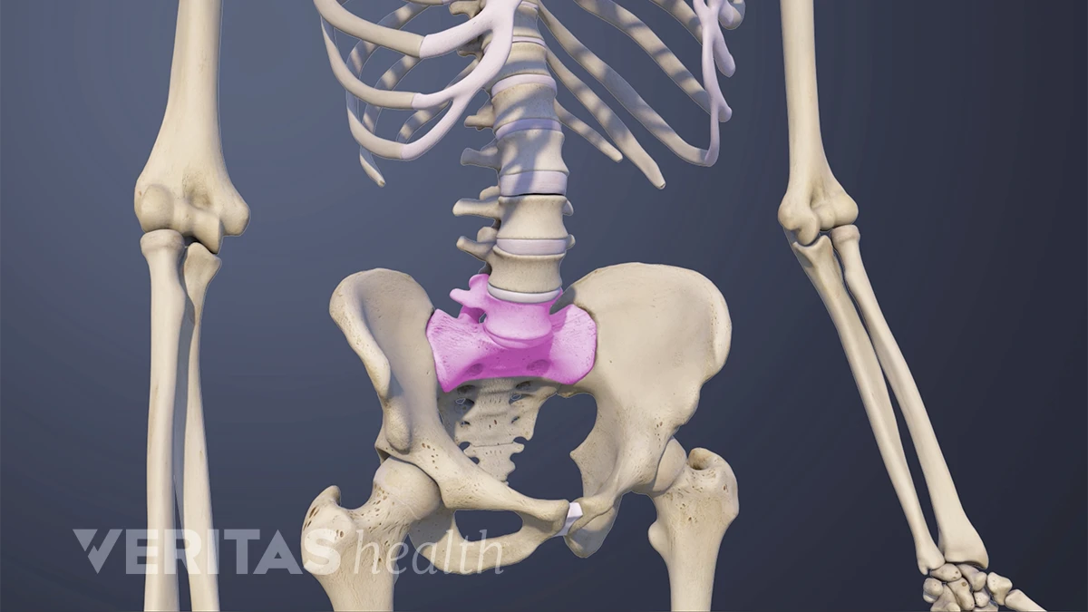 Spinal Motion Segment: L5-S1 Animation | Spine-health