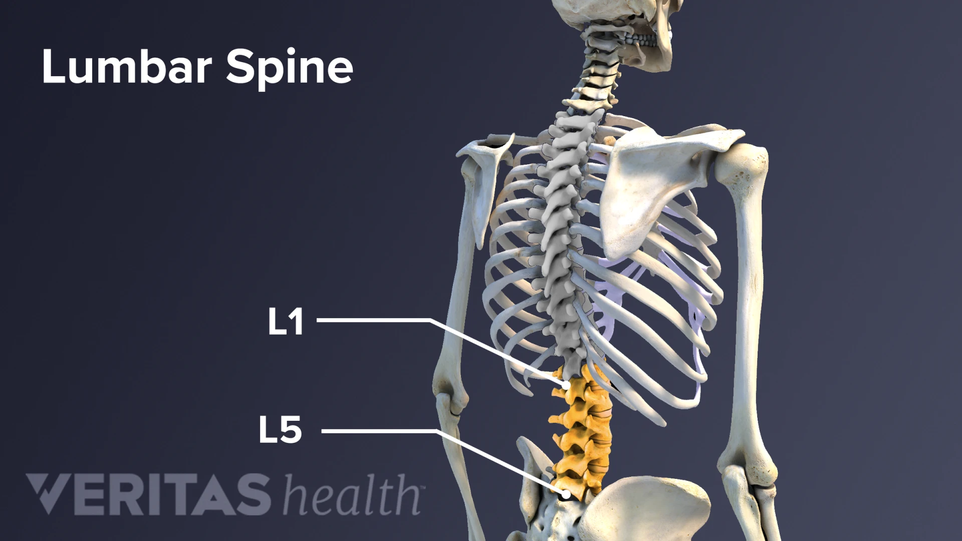 Lombar spine picture