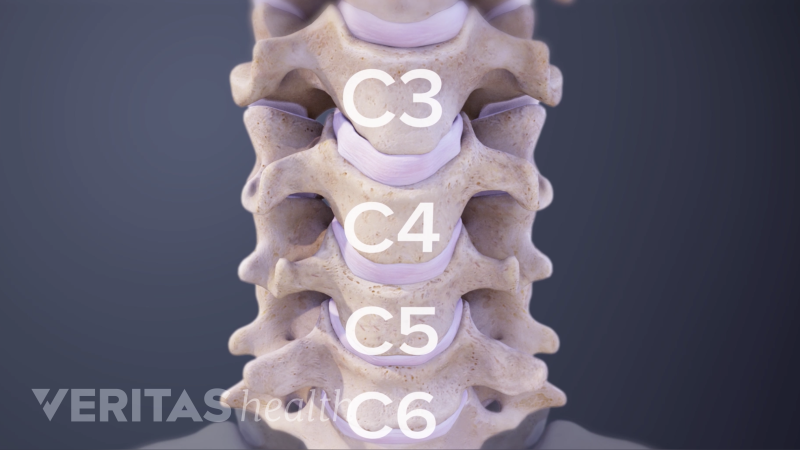 Neck Disc Numbers Cervical Disc Anatomy Animation | Spine-health