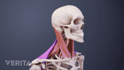 Profile, posterior view of muscles of the neck