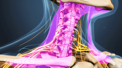 Anterior view of the cervical spine highlighting the muscles of the neck.
