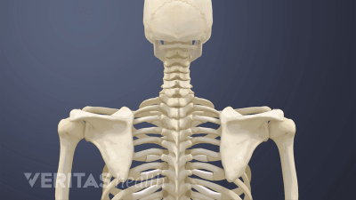 Posterior view of the upper body with the shoulder blades.