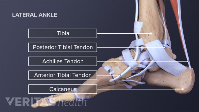 Medial view of the foot labeling tendons