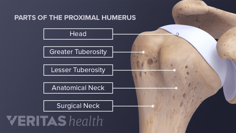 Parts of the proximal humerus