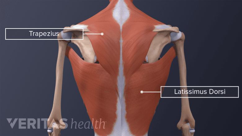 Illustration showing posterior view of back and shoulder muscles.