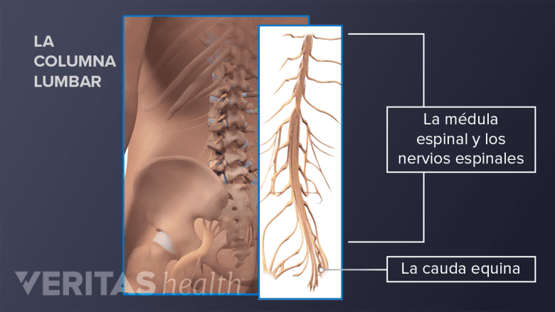 Los nervios espinales, la médula espinal, y la cauda equina.