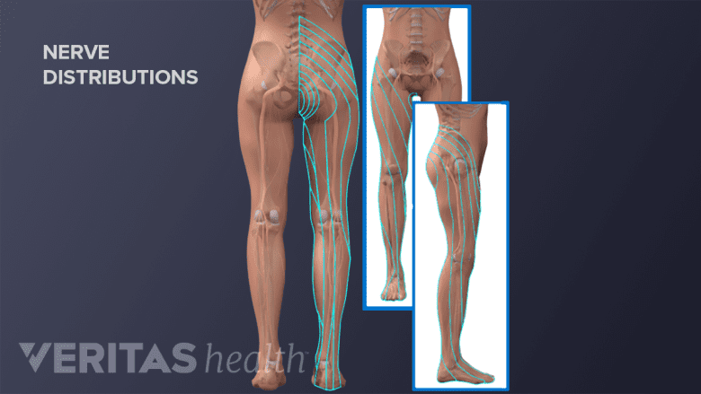 Representación de la parte trasera de la parte inferior del cuerpo.