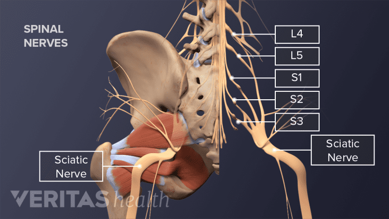 Posterior view of the pelvis labeling the spinal nerves, pirifromis muscle, and the sciatic nerve.