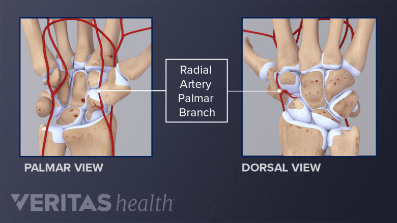 Palmar and dorsal view of the hand showing the radial artery