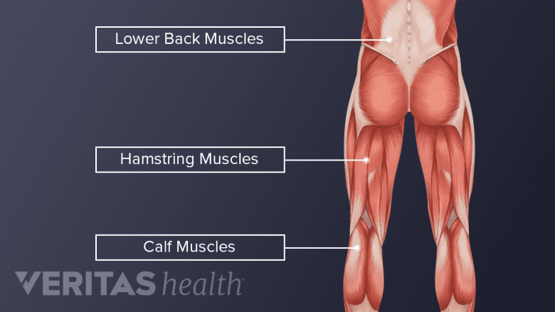 Illustration of the human back and lower body muscles from behind.