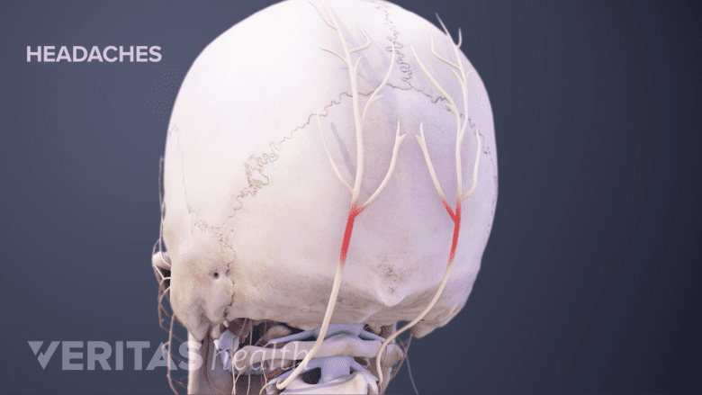 Illustration showing posterior view of the skull.