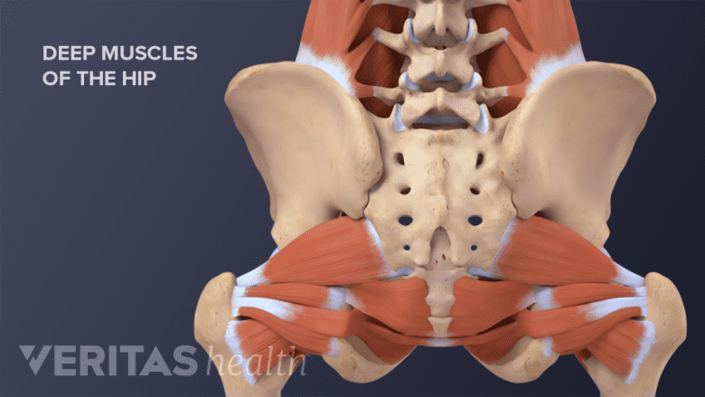 Muscles of the buttock and hip area.