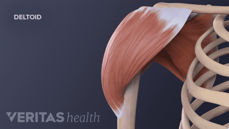 Illustration showing deltoid muscle of the shoulder.