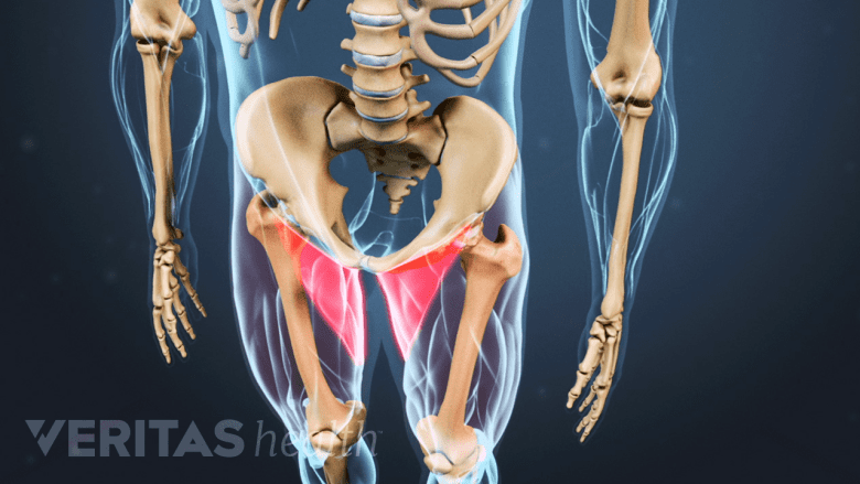 Illustartion showing lower limbs with red highlights in the groin region.
