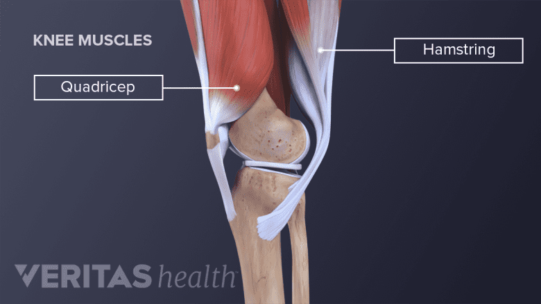 Quadricep and hamstring muscles in the knee