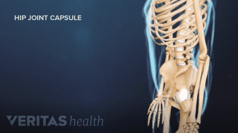 Hip joint capsule.