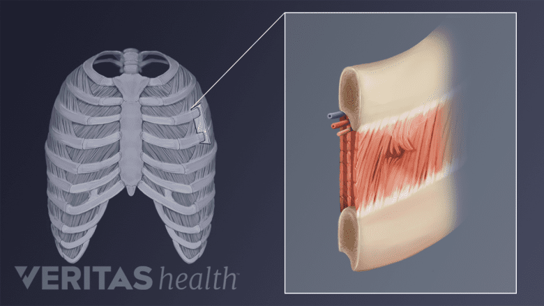 Intercostal muscle anatomy