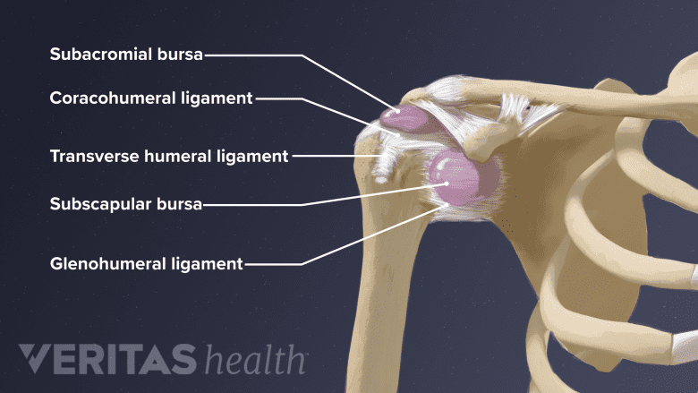 Ligaments of the shoulder including subacromial bursa, coracohumeral ligament, transverse humeral ligament, subscapular bursa, glenohumeral ligament
