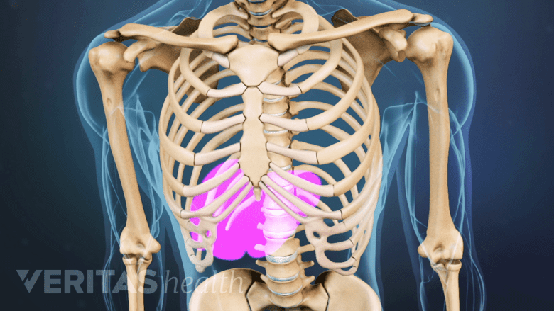 An illustration of spine showing highlighted liver, suggestive of liver infection.