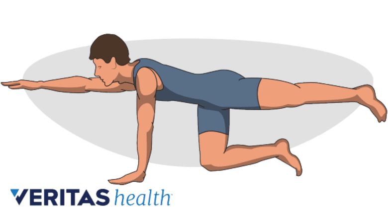 Illustration of the bird-dog pose.
