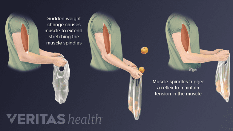 Muscle spindles in the bicep are stretched and contracted to result in a reflex