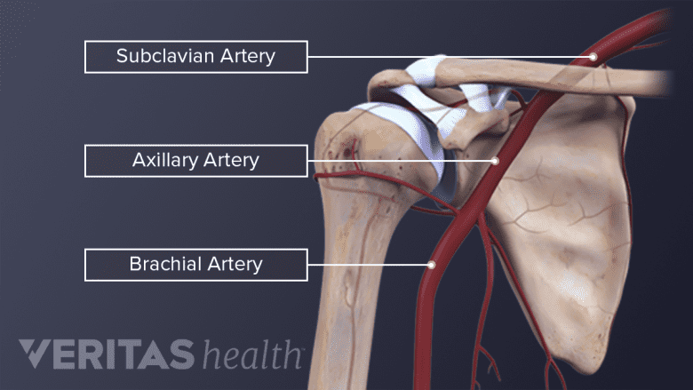 Illustration showing blood supply to the shoulder.