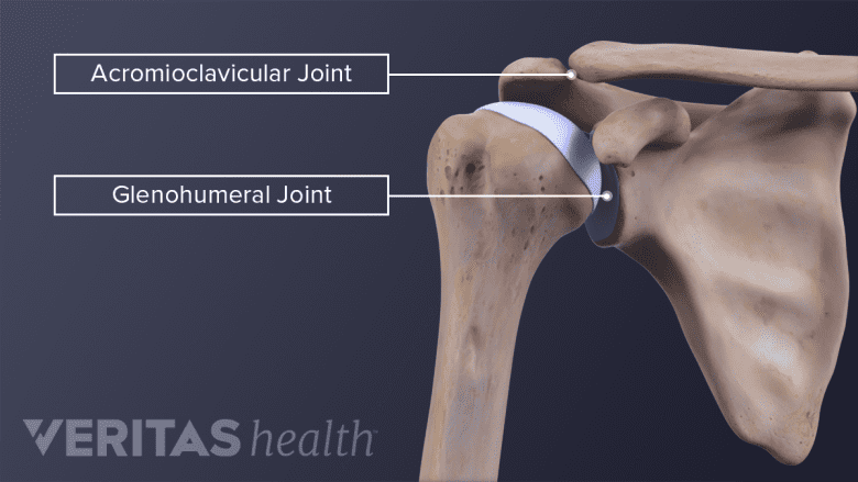 Medical illustration of the shoulder bones with the acromioclavicular (AC) joint and glenohumeral joint labeled