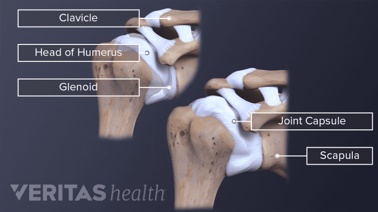 Shoulder anatomy showing joint capsule, glenoid clavicle and scapula.