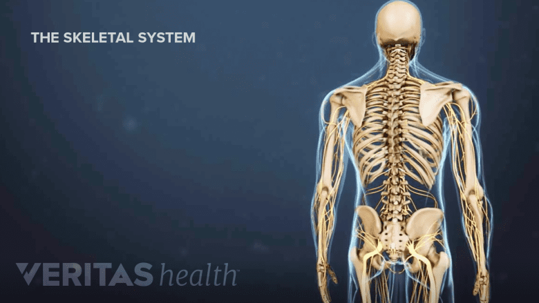Posterior view of skeletal system with muscles nerves and tendons.