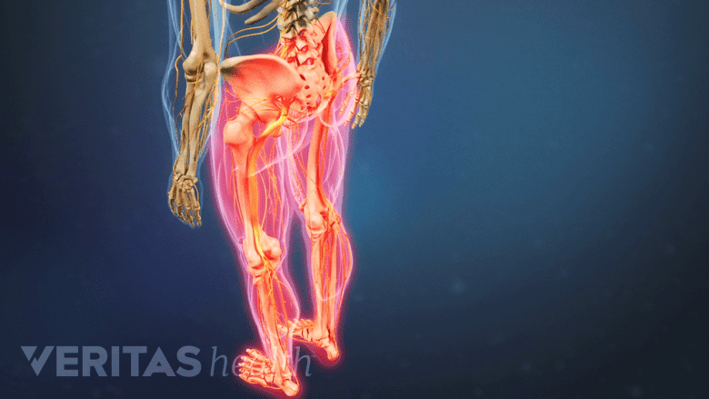 An illustration of adult lower limbs highlighted in red.