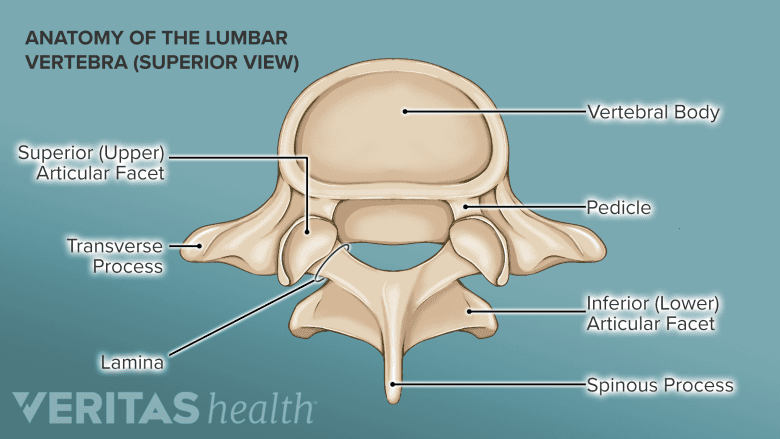 Illustration showing anatomy of lumbar vertebra