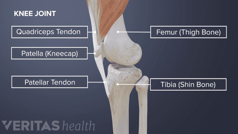 Anatomy of the knee joint.