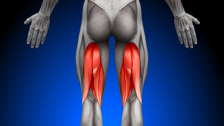 Posterior view of the lower body highlighting the hamstrings.