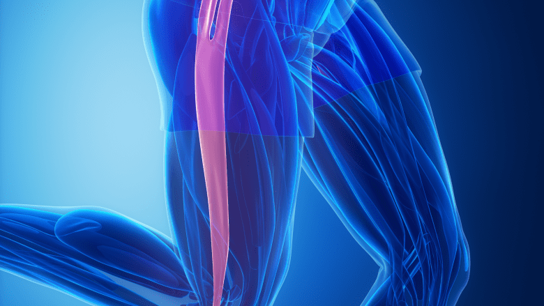 Fascia in the leg.