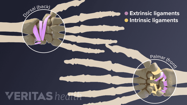 Illustration of extrinsic and instrinsic ligaments in the wrist