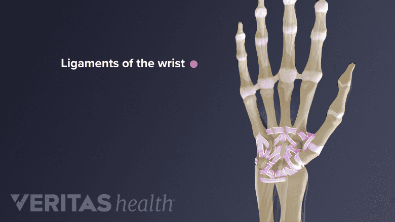 Illustration showing hand anatomy with ligaments of the wrist.