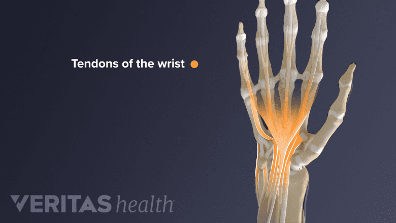 Tendons of the hand and wrist.