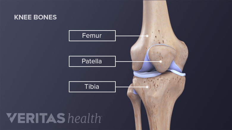 Knee Anatomy | Arthritis-health