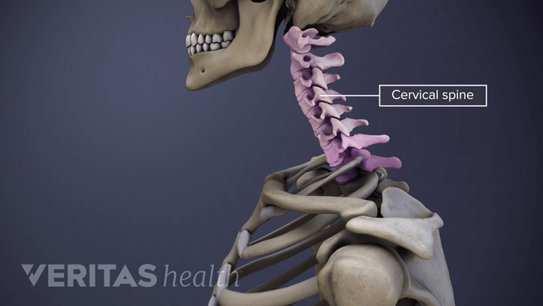 Cervical Spine Anatomy | Spine-health