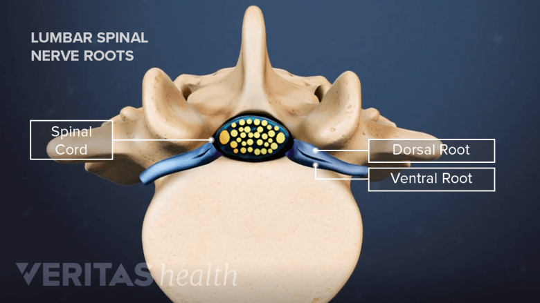 Lumbar Spinal Nerves | Spine-health