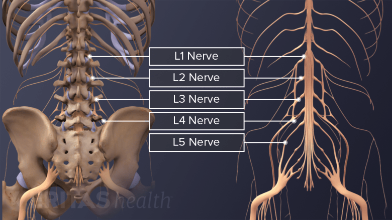 Lumbar Spinal Nerves Spine health Lumbar Spinal Nerves Spine health