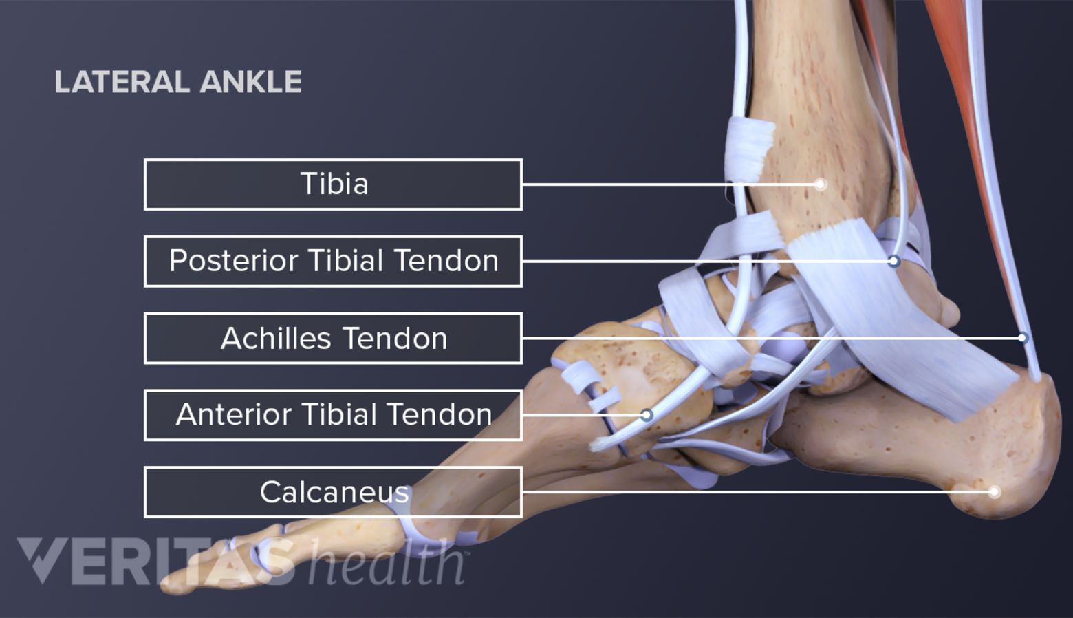 Foot Anatomy Heel And Side Of Foot Pain Diagram Pain Inner Side Of