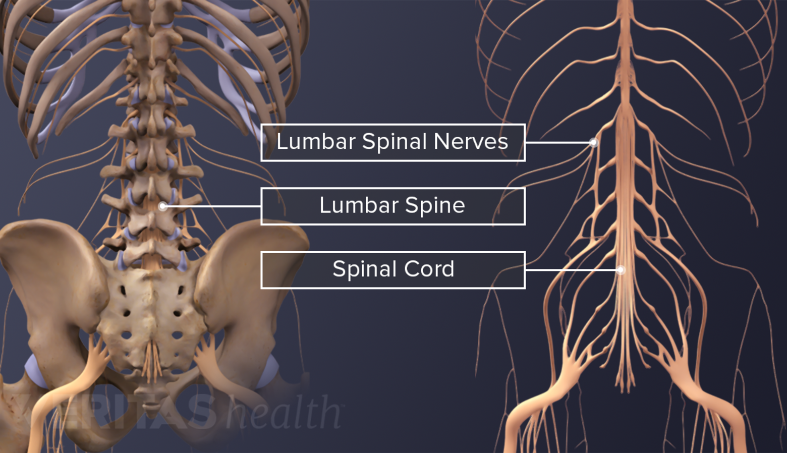 Illustration  showing lumbar spinal nerves, lumbar spine and spinal cord.