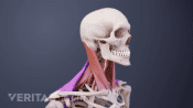 Profile, posterior view of muscles of the neck