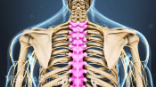 Posterior view of the upper body highlighting the thoracic spine.