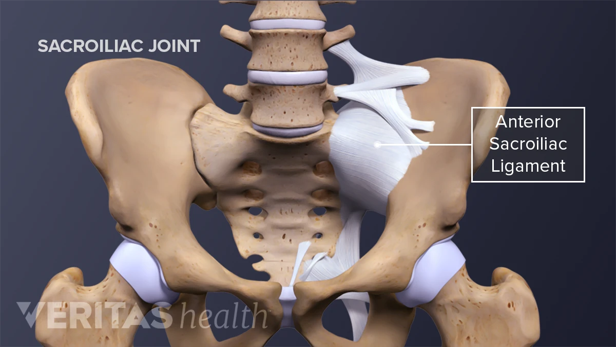 Sacroiliac Joint The Sacroiliac Joint Anatomy Set Physical Therapy