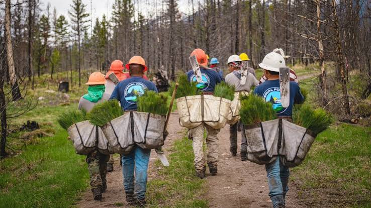 Replanting trees