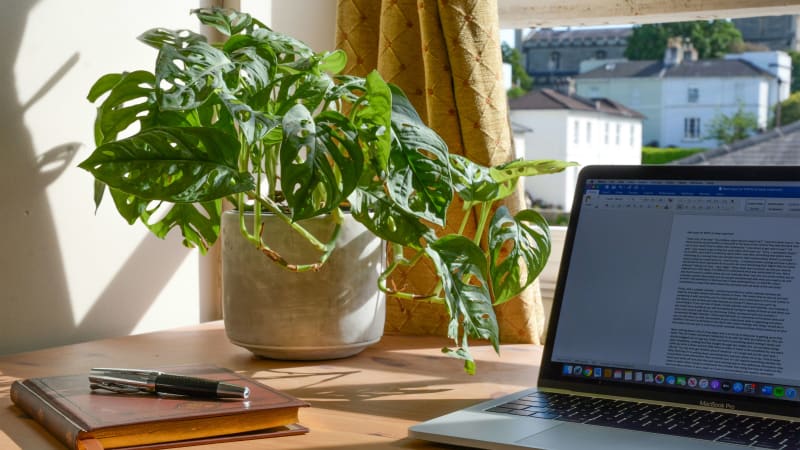 MacBook pro beside green plant on the table