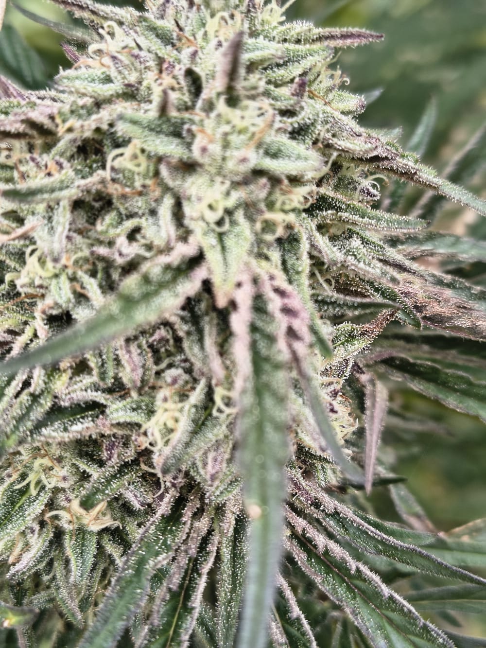 Infiorescenza Sugar Candy CBG con sfumature rosate e resina cristallina - Ara Montis Farm